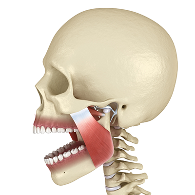 Illustration of skull with jaw pain